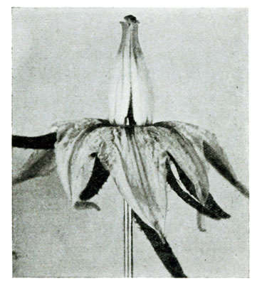 Figure 2.—The tomato flower. Varieties differ in