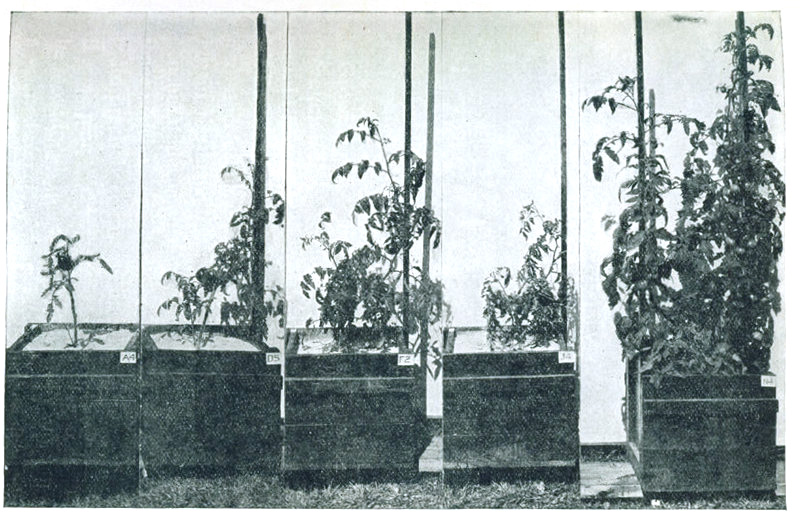 Figure 4.—How nitrate nitrogen affects tomato growth. Plants, grown in quartz sand, with plenty of other nutrients,