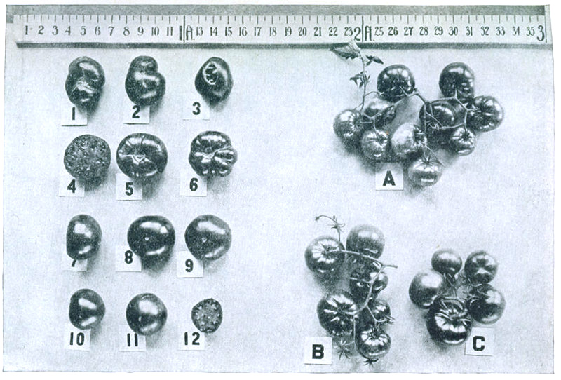 Figure 8.—The Earliana tomato. A picture of a single fruit cannot adequately describe a variety.
1-3. Rough types, common in older strains. 4. Typical interior. 5, 6. Stem end. 7-9. Good type
resulting from selection. 10-12. Pointed-round type occurring frequently in improved strains. A.
Unusually large cluster. B. Typical Earliana cluster showing compound branching. C. Unbranched
cluster of Bonny Best for comparison.