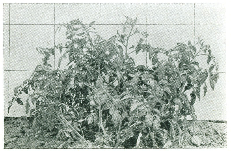 Figure 9.—Marglobe plant.