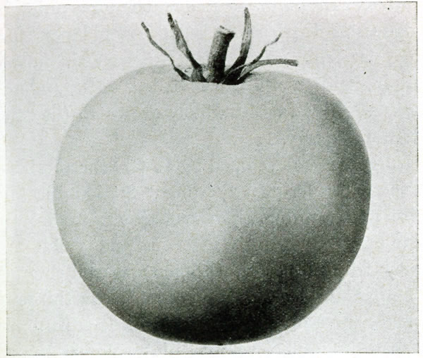 Figure 10.—Marglobe fruit.