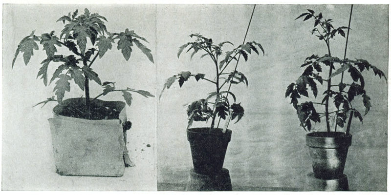 Figure 12.—Plants for the early crop. 1. Shows plants in paper bands of excellent proportion and thrift but
not yet in bloom. 2. In blossom but fruit has not yet set. 3. Similar to 2 but a little further advanced and
has actually set fruit.