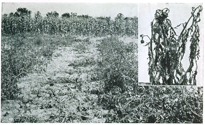 Figure 17.—Resistance to fusarium wilt. Row on left center is planted to an ordinary variety, row on
right with one of F. J. Pritchard's wilt-resistant selections. Insert shows plant attacked by wilt fungus.