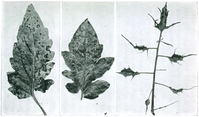 Figure 18.—Diseases of the tomato. 1. Septoria or leaf spot. 2. Mosaic. 3. Mosaic, filiform.
