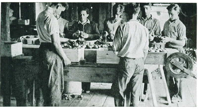 Figure 19.—Packing tomatoes on a farm in Connecticut. Boys in the background are wiping and sorting.
The others are packing in half-bushel boxes. The top slats are put on before packing and the bottom
is nailed on at the finish of the job. A board which is turned over with the box keeps tomatoes from
falling out.