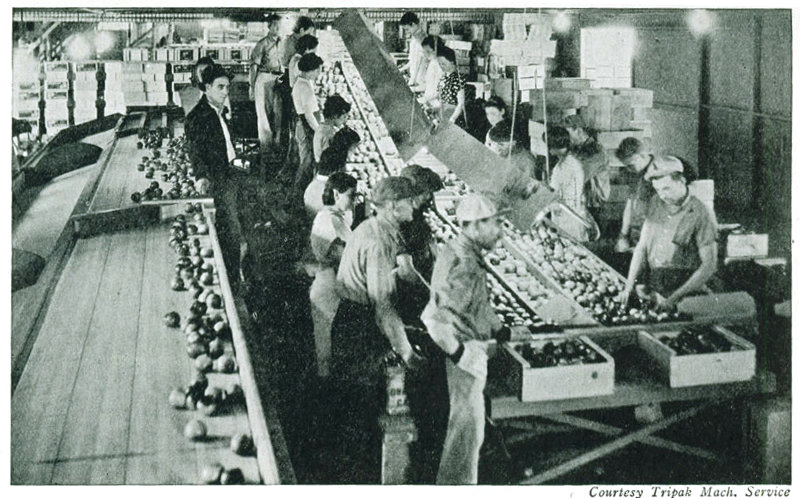 Courtesy Tripak Mach. Service</p>

<p>Figure 20.—A California packing house with elaborate machinery and fully organized.