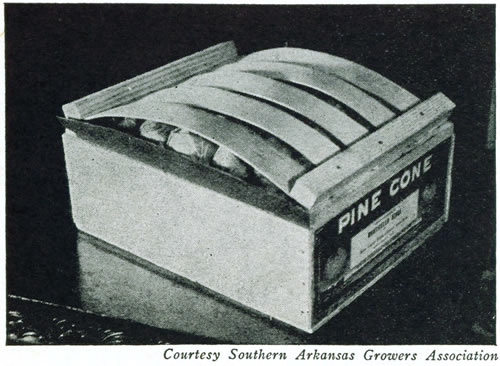 Courtesy Southern Arkansas Growers Association</p>

<p>Figure 22.—The lug box is the most widely used of all tomato
packages. This is well packed and labeled but shows too much
bulge making for difficulty in loading and handling and increasing
danger of bruising the upper fruits.