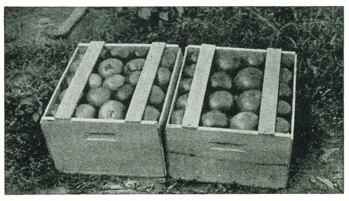 Figure 25.—The Connecticut half bushel box. Figure 19
shows how this is packed.