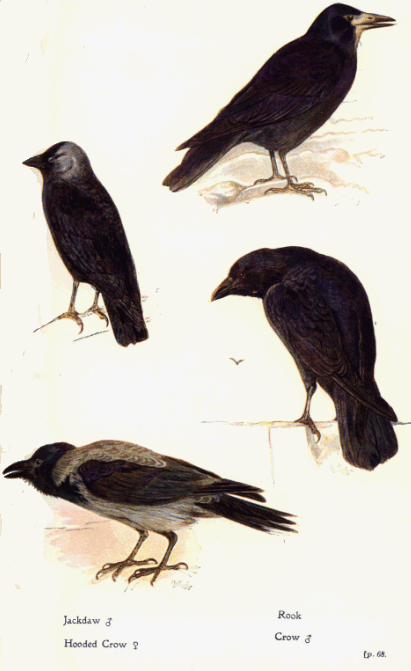 Plate 60 - Jackdaws, Rooks, Crows and Ravens - A Field Guide to