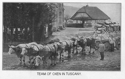 Team of oxen in Tuscany