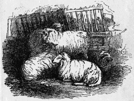 Several sheep in a
pen