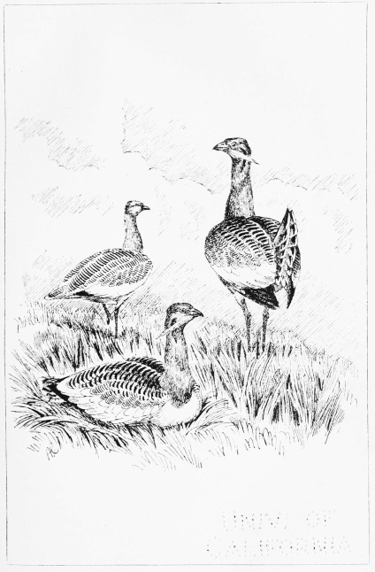 Plate IX.

GREAT BUSTARDS AMONG THE SPRING CORN.

Page 48.