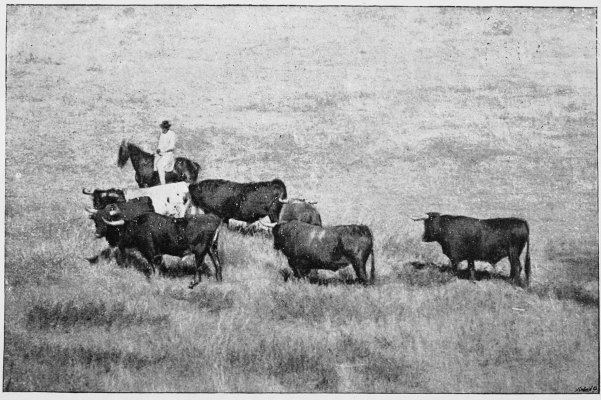Plate XI.

BULLS ON THE PLAINS.

Page 57.