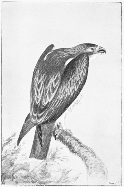 Plate XIV.

BOOTED EAGLE—Female, shot 11th April, 1872.

Page 81.