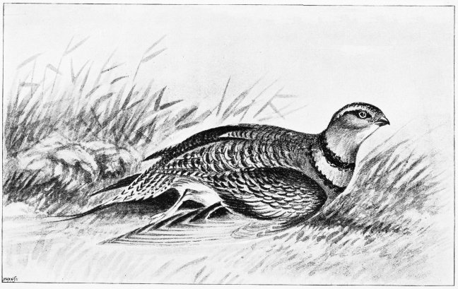 Plate XV.

PINTAILED SAND-GROUSE: FEMALE. (Pterocles alchata.)

Page 85.