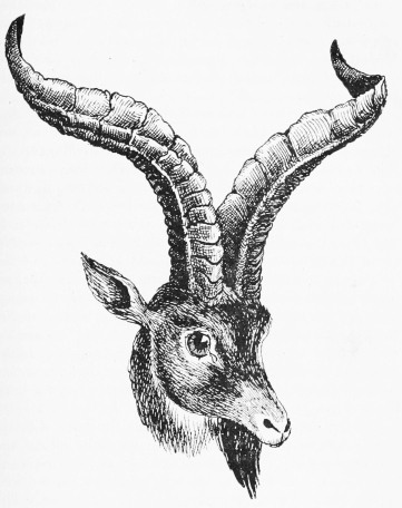 OUR FIRST OLD RAM—SIERRA DE GREDOS.