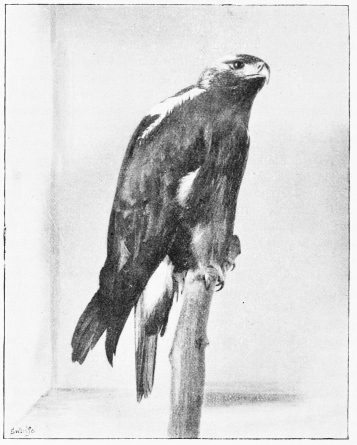 SPANISH IMPERIAL EAGLE. (Adult Male, shot May 6th,
1883.)