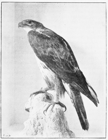 BONELLI'S EAGLE. (Adult Female, shot July 10th, 1872.)