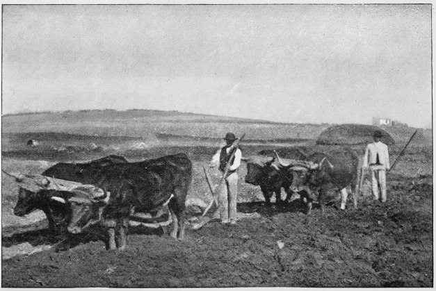 Plate XXVI.

PLOUGHING WITH OXEN.

Page 221.