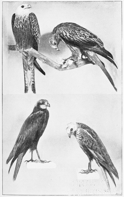Plate XXX.

KITES AND MARSH-HARRIERS.

Page 242.