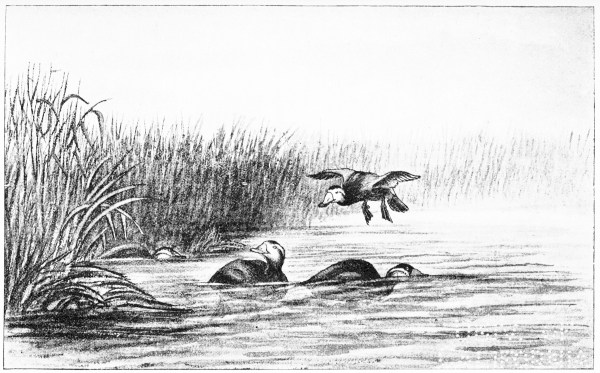 Plate XXXIII.

WHITE-FRONTED DUCK (ERISMATURA MERSA)—Santolalla, May 8th, 1883.

Page 270.