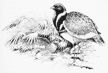 LITTLE BUSTARDS—MAY.