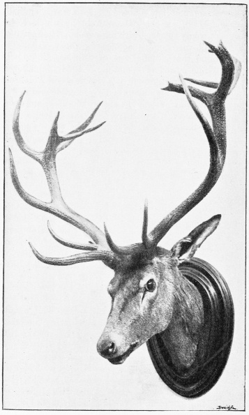 SPANISH RED DEER—A MOUNTAIN-HEAD FROM MORENA.