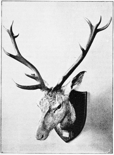 A STAG OF THIRTEEN POINTS.