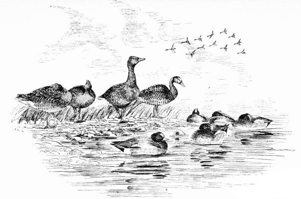 Plate XLVII.

GREY GEESE AND WIGEON—MIDDAY.

Page 378.
