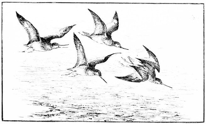 Plate L.

REDSHANKS.

Page 393.