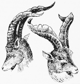 FIVE-YEAR-OLD IBEX.