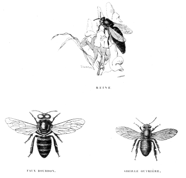 REINE;
FAUX-BOURDON;
ABEILLE OUVRIRE