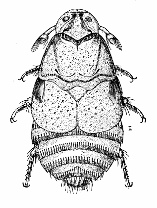 Platypsyllus Castoris.
