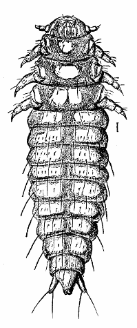 Larva of Platypsyllus Castoris.