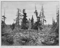 Photo: J. B. Tyrrell, August 2, 1893.
GROVE OF SPRUCE BESIDE DUBAWNT RIVER,
WITHIN THE BARREN LANDS