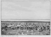 Photo: J. P. Tyrrell, July 30, 1893.
HERD OF CARIBOU ON THE BANKS OF DUBAWNT RIVER
