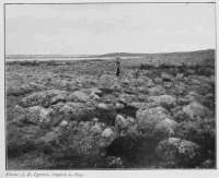Photo: J. B. Tyrrell, August 2, 1893.
STONY SURFACE OF BARREN LANDS BESIDE
DUBAWNT RIVER