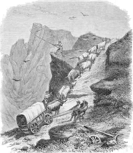 Under the whip, oxen drag a wagon up a steep hill.