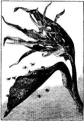 Fig. 1.&mdash;ARUM DRACUNCULUS.