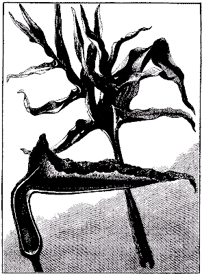 Fig. 2.&mdash;ARUM DRACUNCULUS.