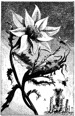 Fig. 3.&mdash;MENTZELIA.