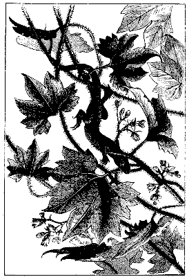 Fig. 4.&mdash;GRONOVIA SCANDENS.