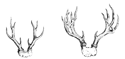 Antlers of deer