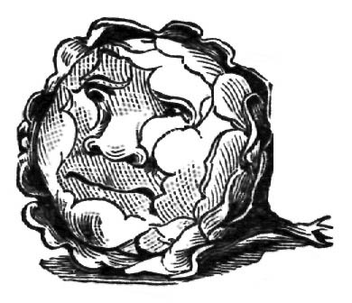 Illustration: Cabbage