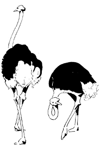 [Illustration: Austriches]