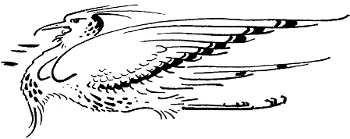 [Illustration: The bird]