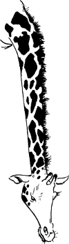 [Illustration: Giraffe]