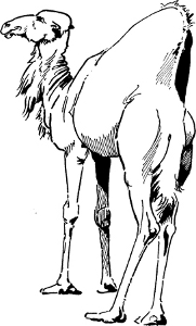[Illustration: Standing camel]
