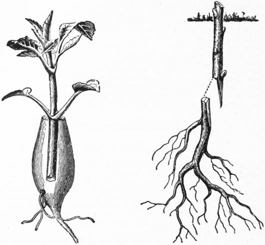 30 Sensitive Plant Seeds -Mimosa Pudica Shy Plant Moving Plant Shameful Plant