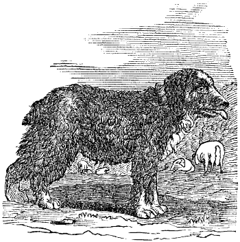 Drover’s or Butcher’s Dog